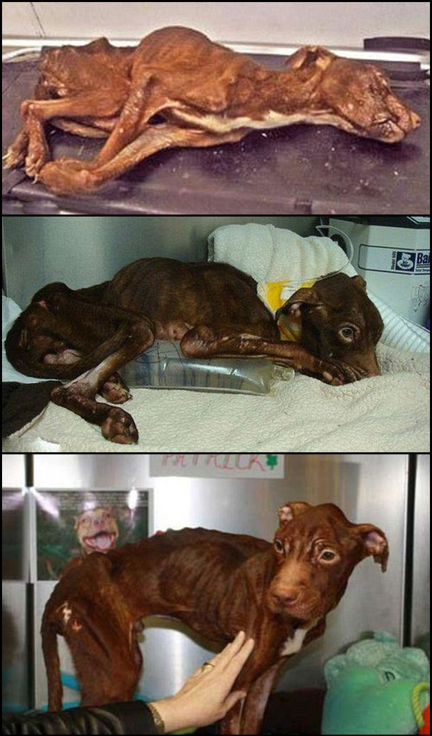 A evolução de um pitbull resgatadoo