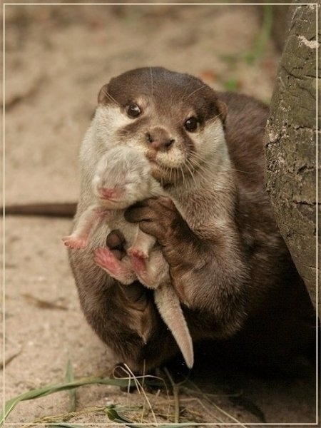 lontra mostrando seu bebê
