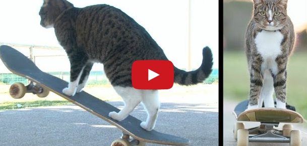 gato-skate