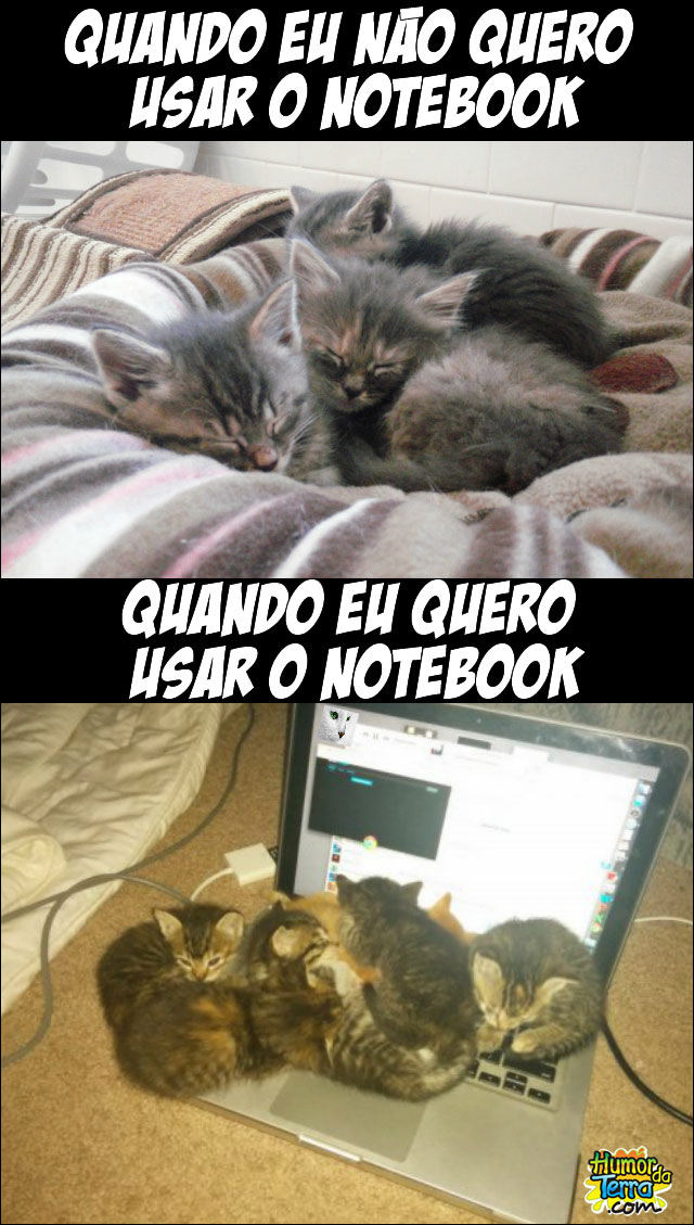 gatos-notebooks