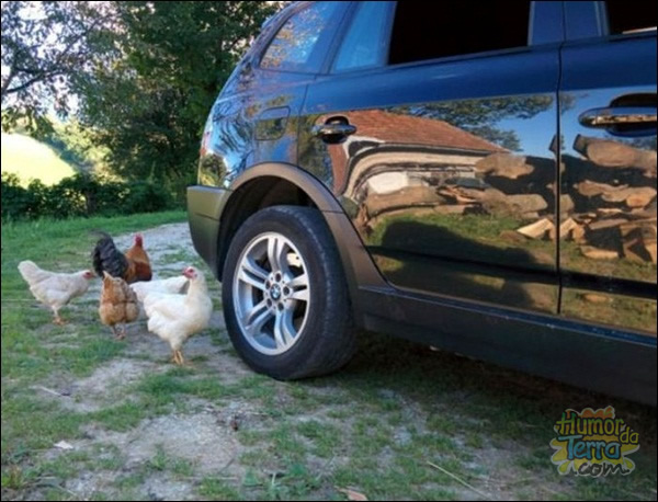 galinhas adoram um carro novo