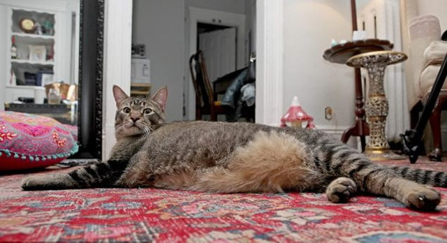 gatogordo3