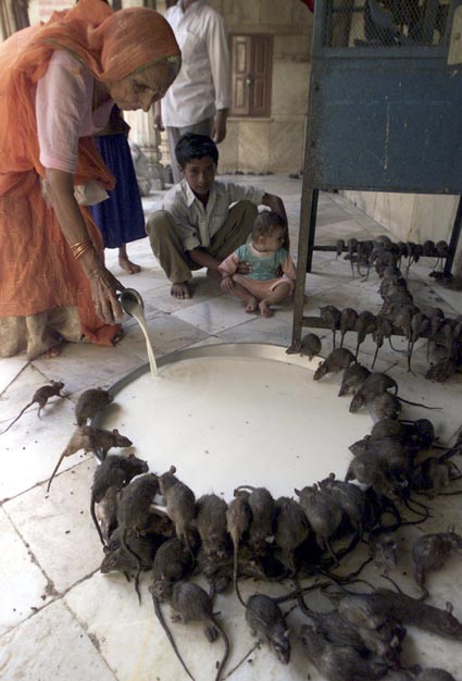 TO MATCH FEATURE LIFE-INDIA-RATS