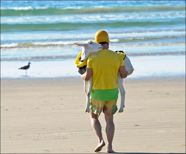 cenas-inusitadas-capturadas-na-praia-14