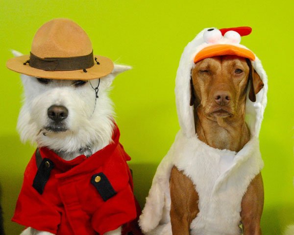 as-fantasias-mais-loucas-do-halloween-2016-14