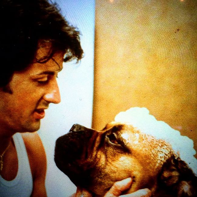 sylvester-stallone-cachorro-1