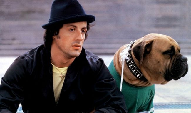 sylvester-stallone-cachorro-3