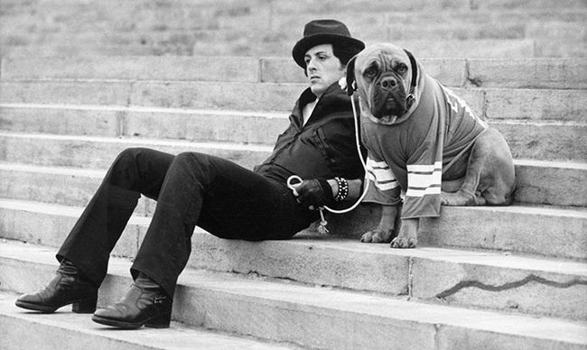 sylvester-stallone-cachorro-4