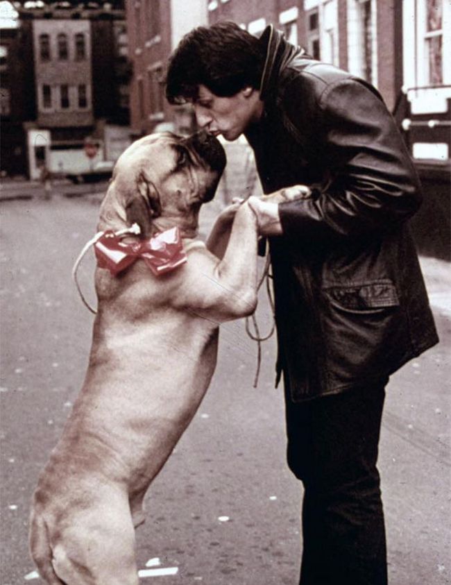 sylvester-stallone-cachorro-6