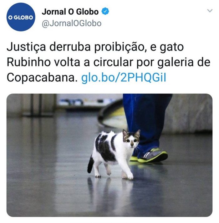 Gato Rubinho pode passear novamente por galeria de Copacabana