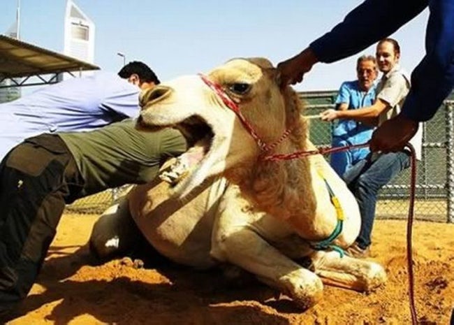 imagem que mostra ilusão de ótica divertida e curiosa