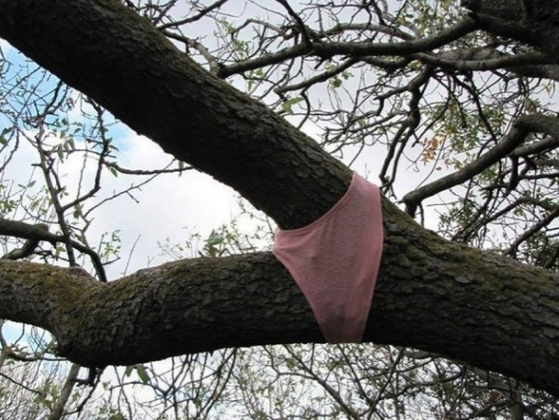 calcinha numa árvore