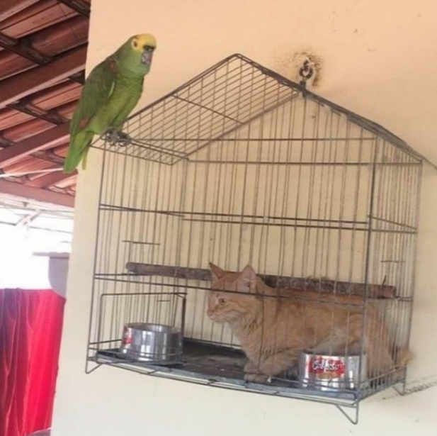 gato na gaiola do papagaio