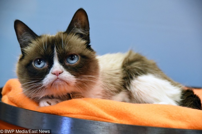 imagens históricas Grumpy Cat