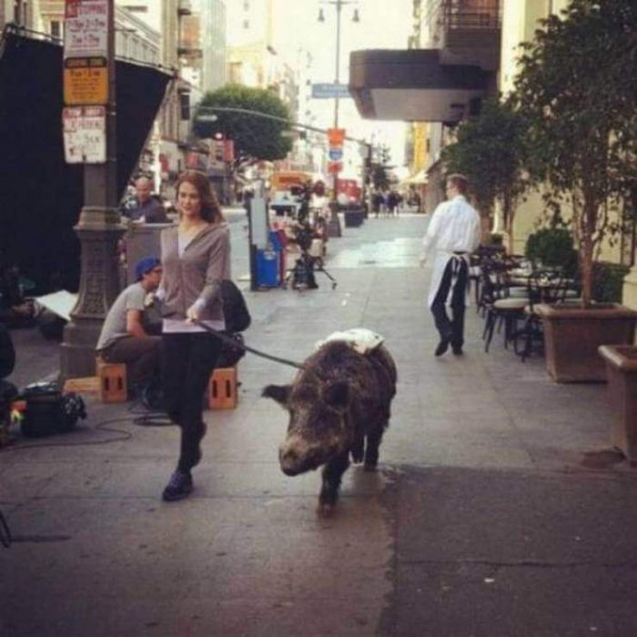 Passeando com animais de estimação