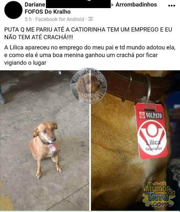 cachorra que ganhou um emprego